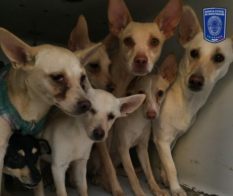EI aseguró mascotas en situación de maltrato