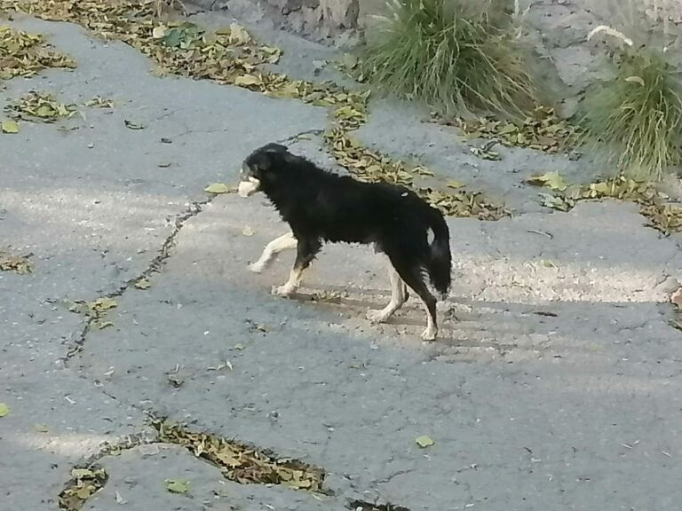 Vecinos de la Junta de los Ríos reportan perro en arroyo del Corredor