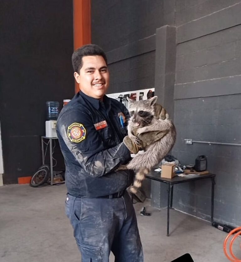 Bomberos alertan sobre encontrar animales silvestres