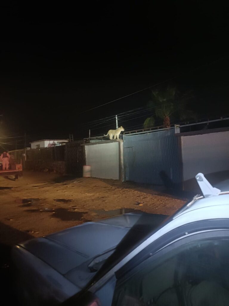 Captan Leona suelta en Juarez