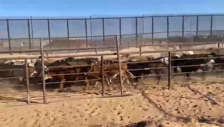 SADER confirma exportación de ganado a EUA