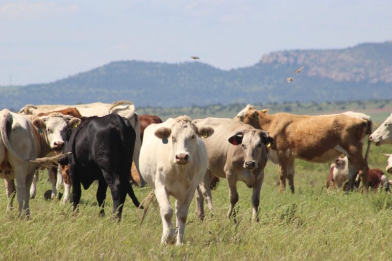 México busca nuevas exportaciones tras cierre en Estados Unidos