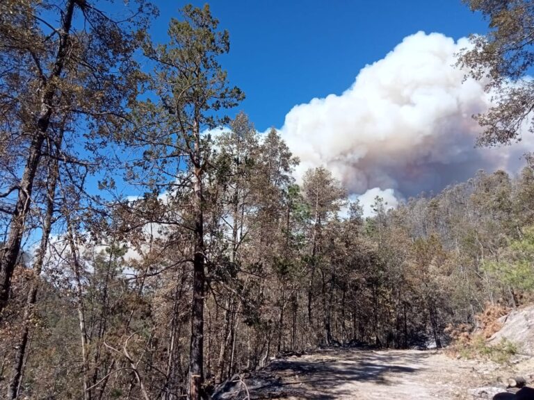 Controlan más del 50% del incendio forestal de Balleza