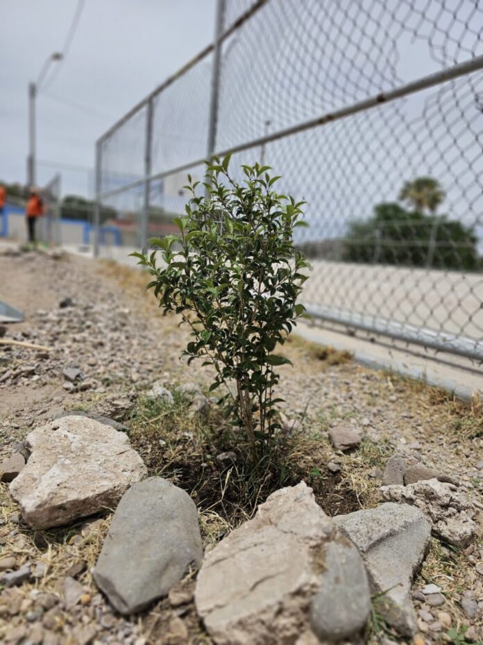 renuevan espacio publico