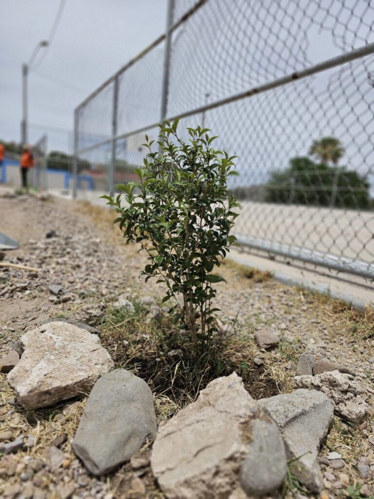 SSPE recupera espacios públicos en la Martin López