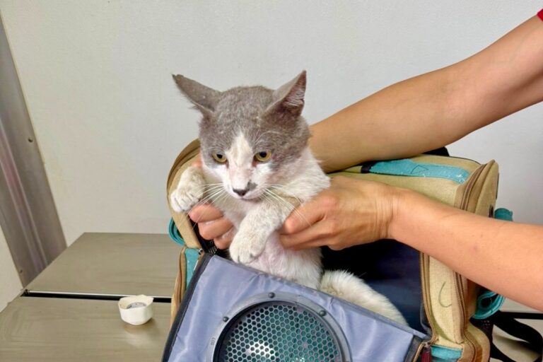 Esterimovil en centro comunitario de Díaz Ordaz