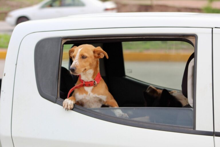 Acude a Chihuahua 2000 para atención a tu mascota