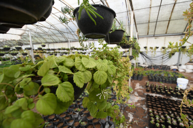 UACH comparte como cuidar plantas Ornamentales en vacaciones