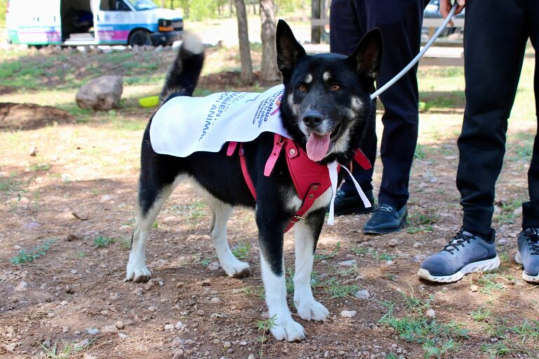 17 Perros tiene hogar ahora gracias a programa