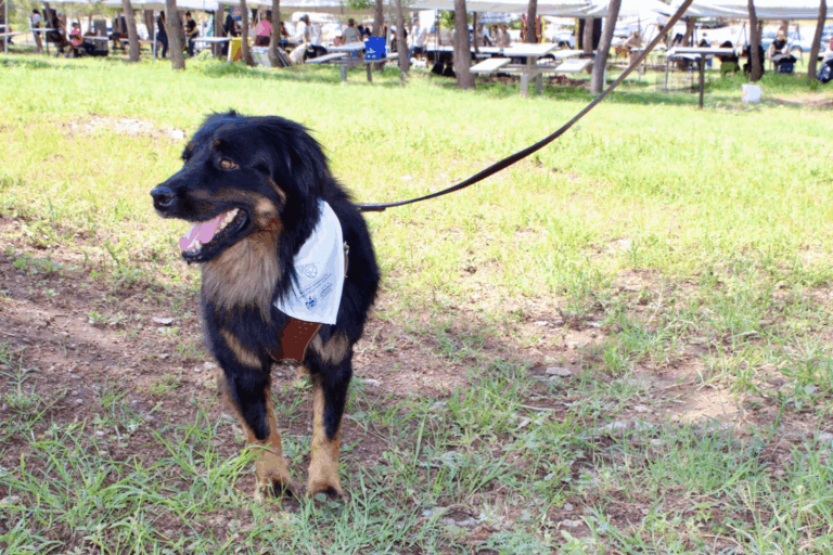 Adoptan a perro Valentin