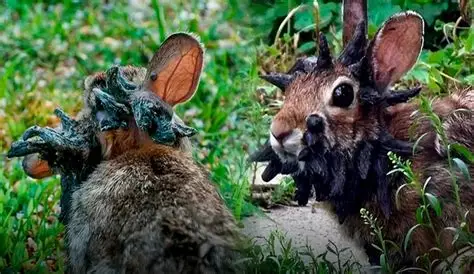 Extraños conejos «mutantes»