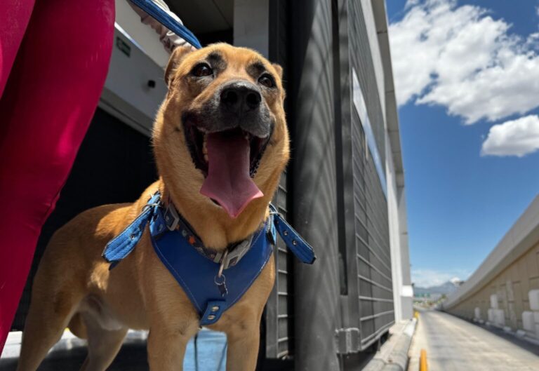 Puedes ingresar perros guía en Bowí