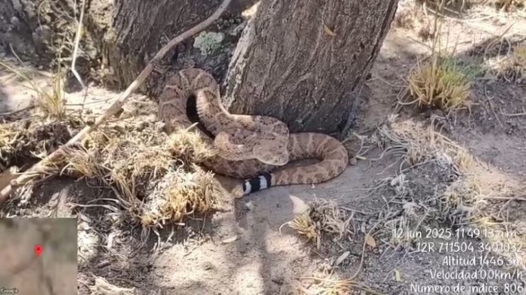 Reubican víboras e Cascabel encontradas en obra
