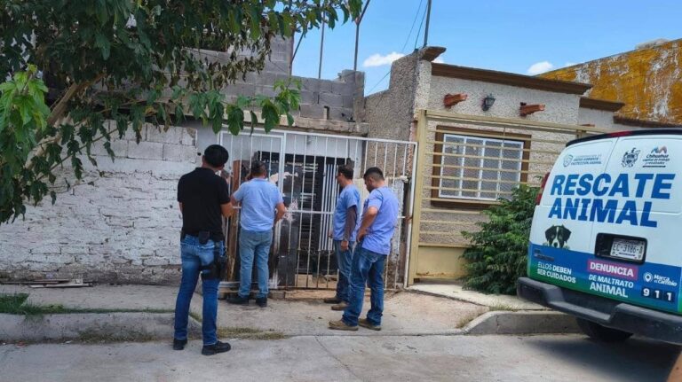 Protección animal emite comunicado por Benji