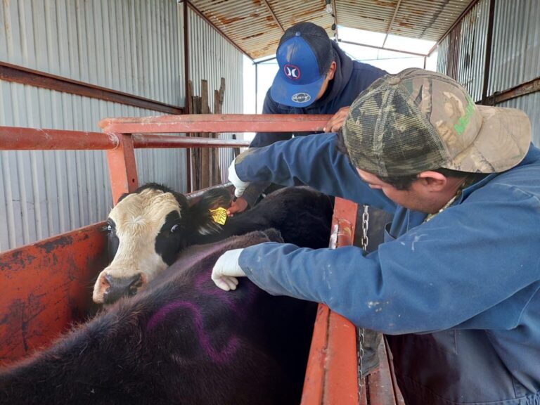 Acciones Sanitarias vs tuberculosis bovina