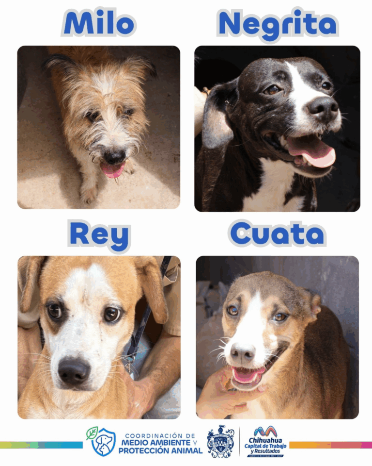 Campaña permanente de adopción a perros