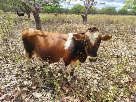 Incremento en importación de carne bovina afecta a ganaderos locales