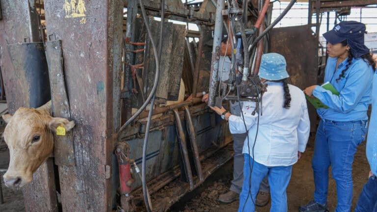 Chihuahua presentó avances contra gusano barrenador