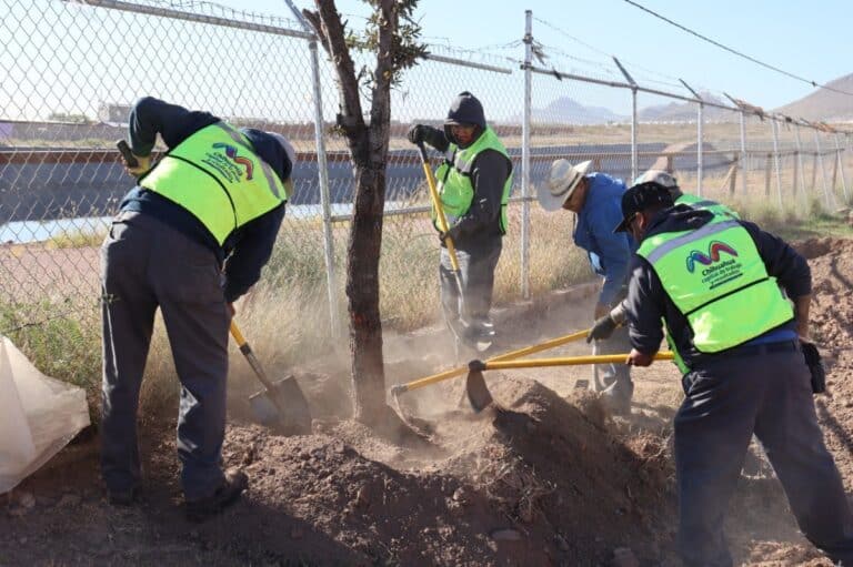Reubican árboles por obras en paso superior