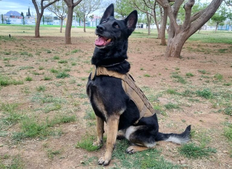 Cinco perros policía inician nueva vida