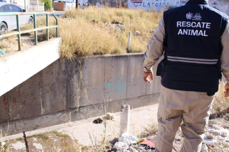 Bomberos llaman a prevenir incendios forestales