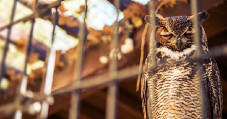 Denuncian tráfico de fauna en redes