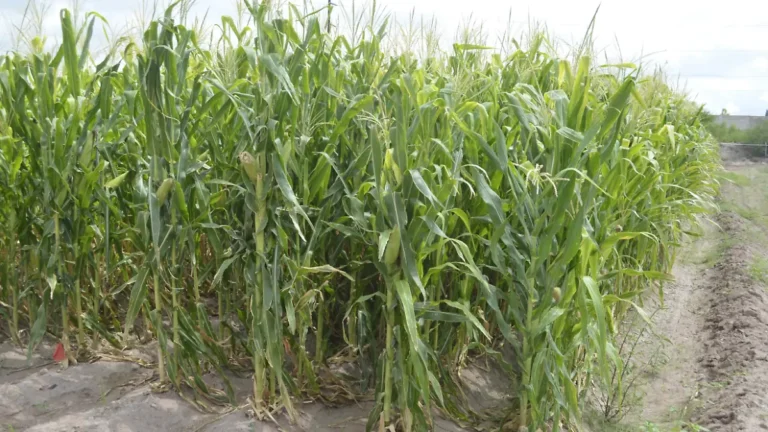 (Delicias) Inflación golpea a productores de maíz