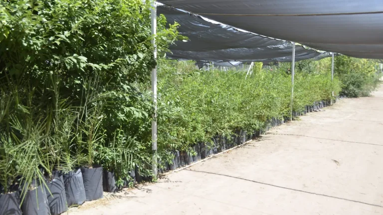 (Delicias) Agricultores impulsan siembra de vid y granado