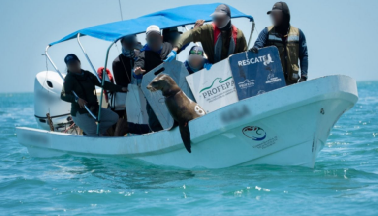 Liberan lobos marinos atrapados en redes