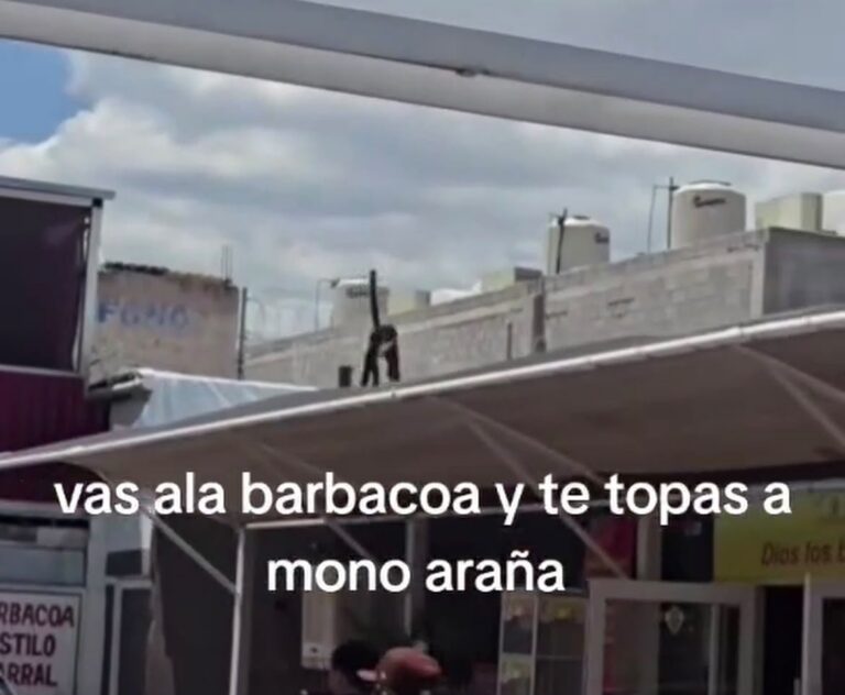 Mono escapa y aparece en barbacoa