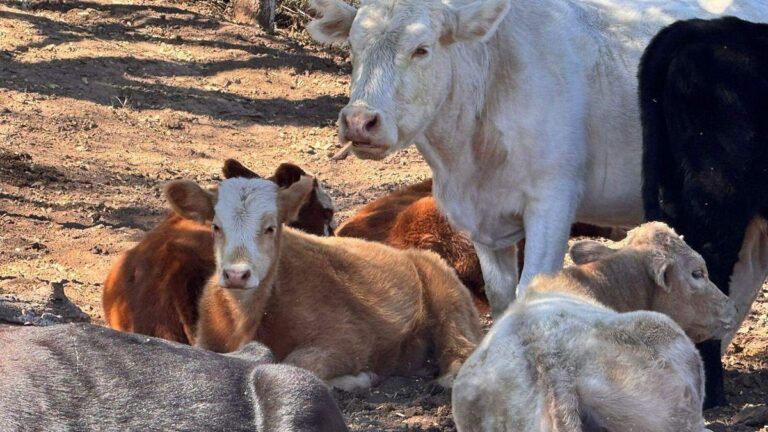 Municipio asegura animales sueltos en calles