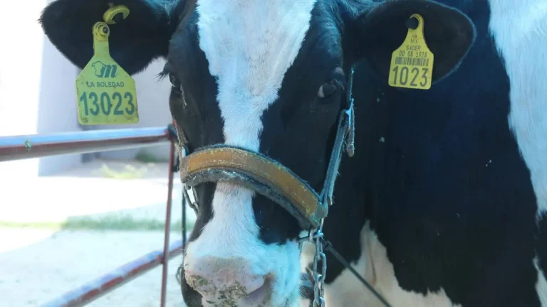 (Delicias) Reforzarán acciones contra gusano barrenador