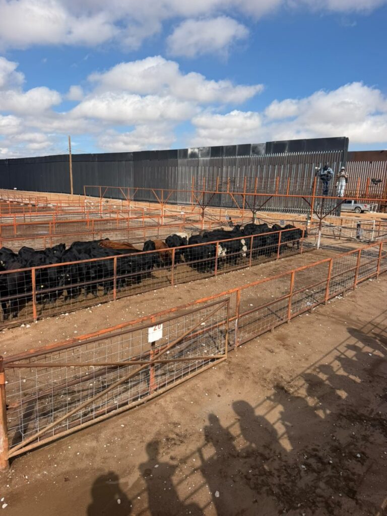 CCE celebra retorno de exportación ganadera